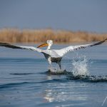 Pelicanul creț și cele 12 poziții pentru o decolare perfectă